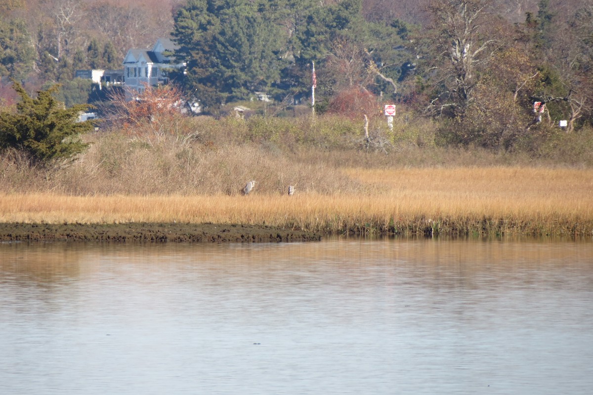 Great Blue Heron - ML506891331