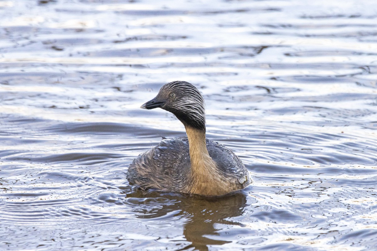 Hoary-headed Grebe - ML506891471