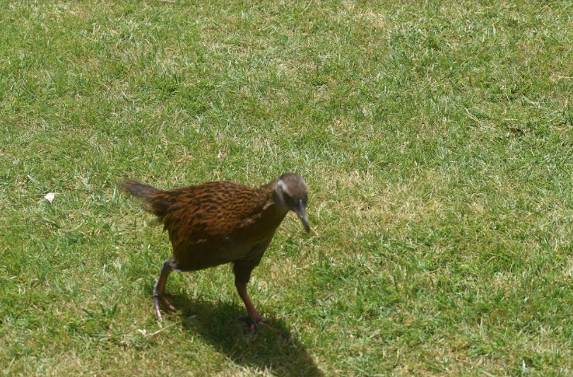 Weka - ML506891741