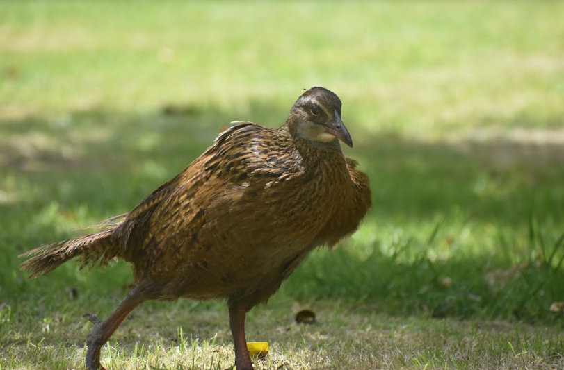 Weka - ML506891771