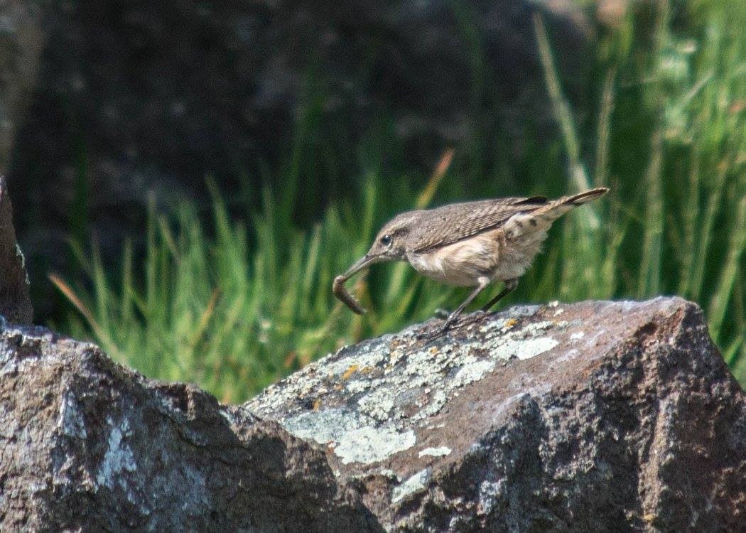 Rock Wren - ML506891841