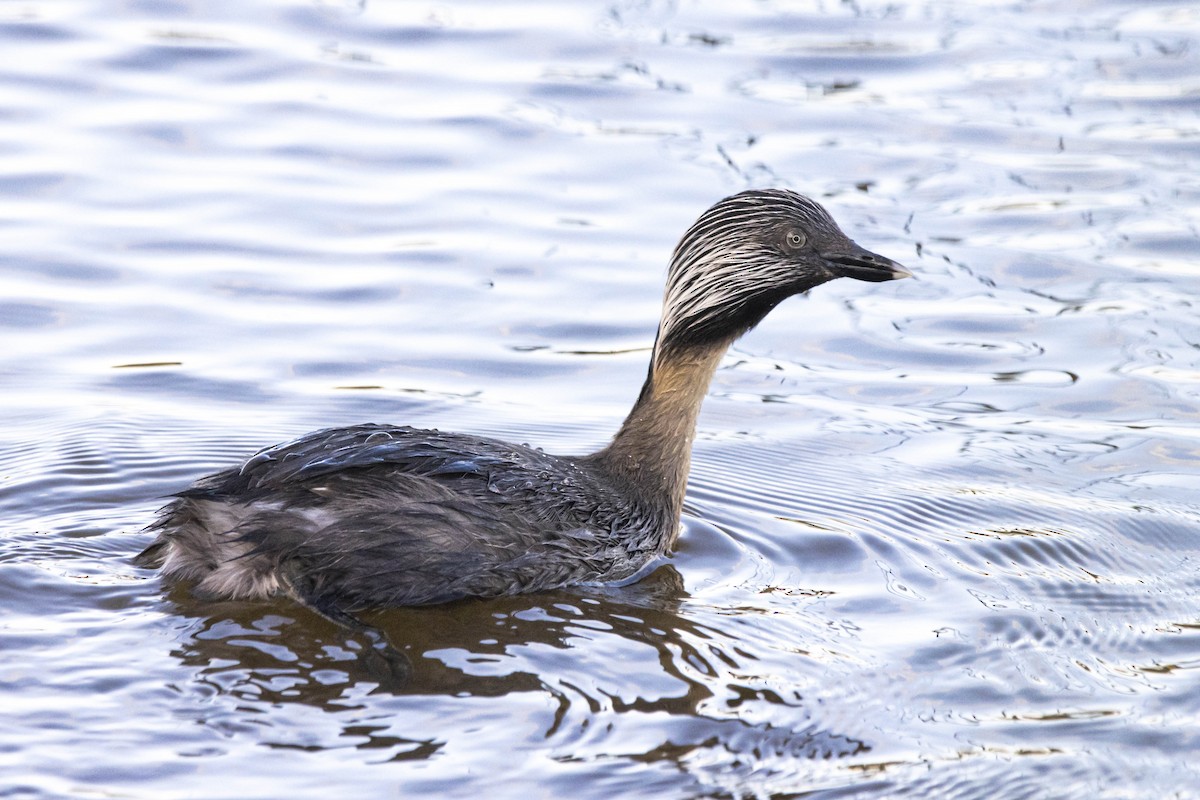 Hoary-headed Grebe - ML506891951