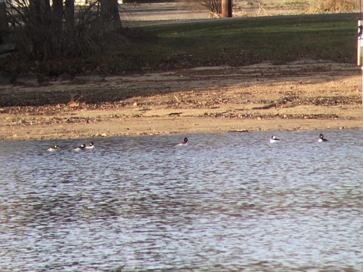 Bufflehead - ML506892121