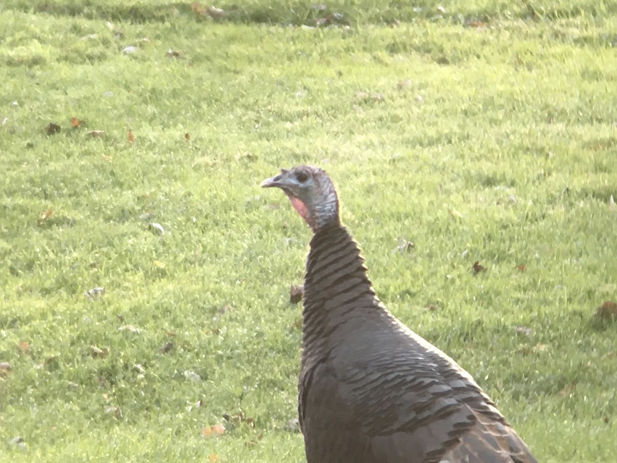 Wild Turkey - ML506892171