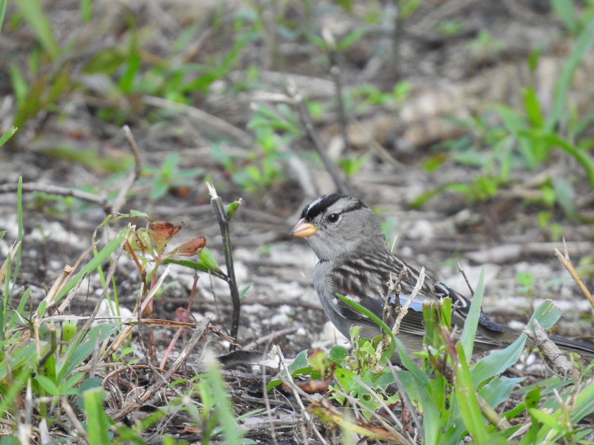 White-crowned Sparrow - ML506892261