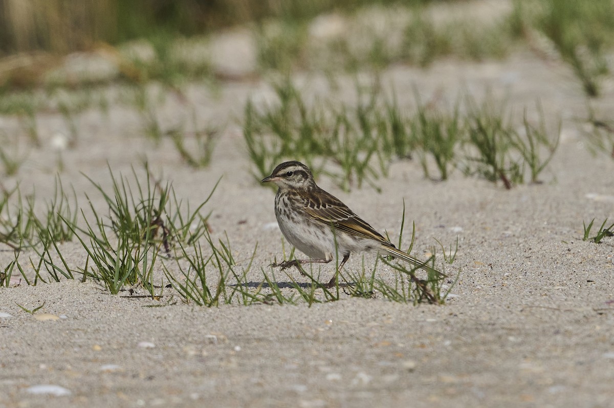 Pipit de Nouvelle-Zélande - ML506896821