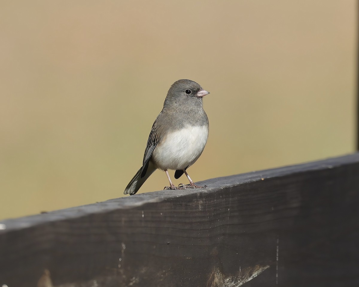Dark-eyed Junco - ML506897231