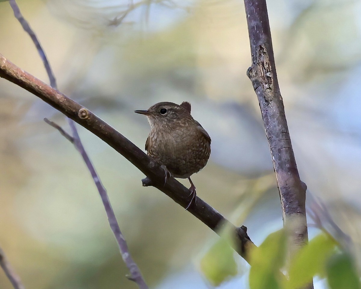 Winter Wren - ML506897251