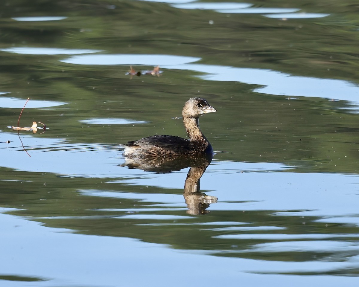 Pied-billed Grebe - ML506897301