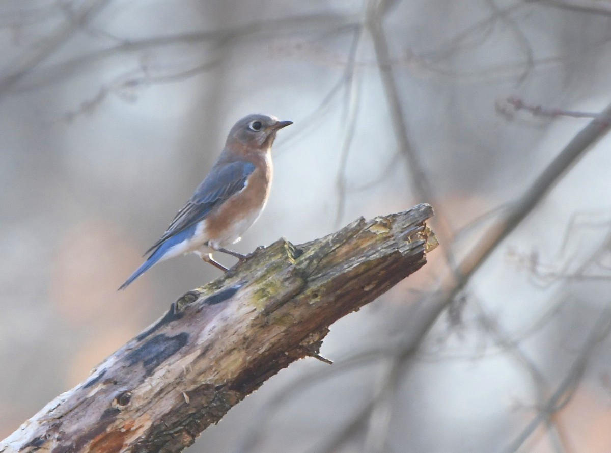 Eastern Bluebird - ML506898911