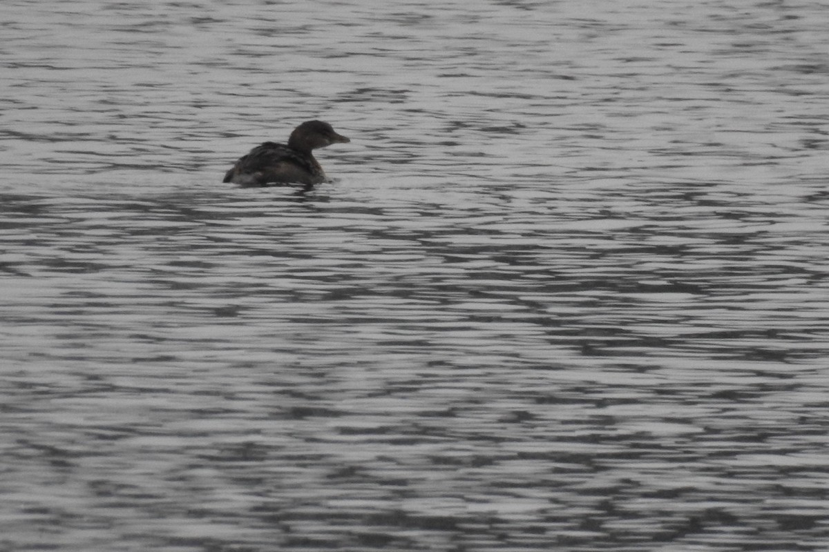 Pied-billed Grebe - ML506899091