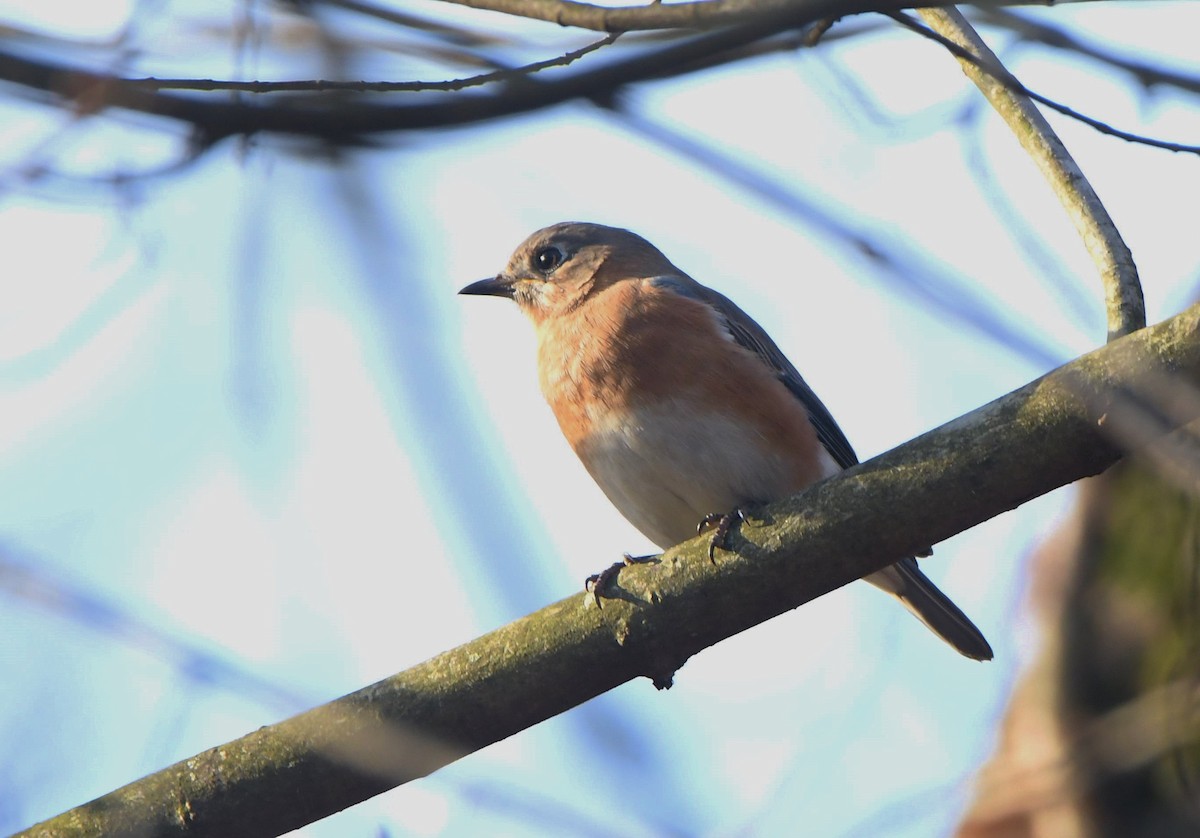 Eastern Bluebird - ML506899331