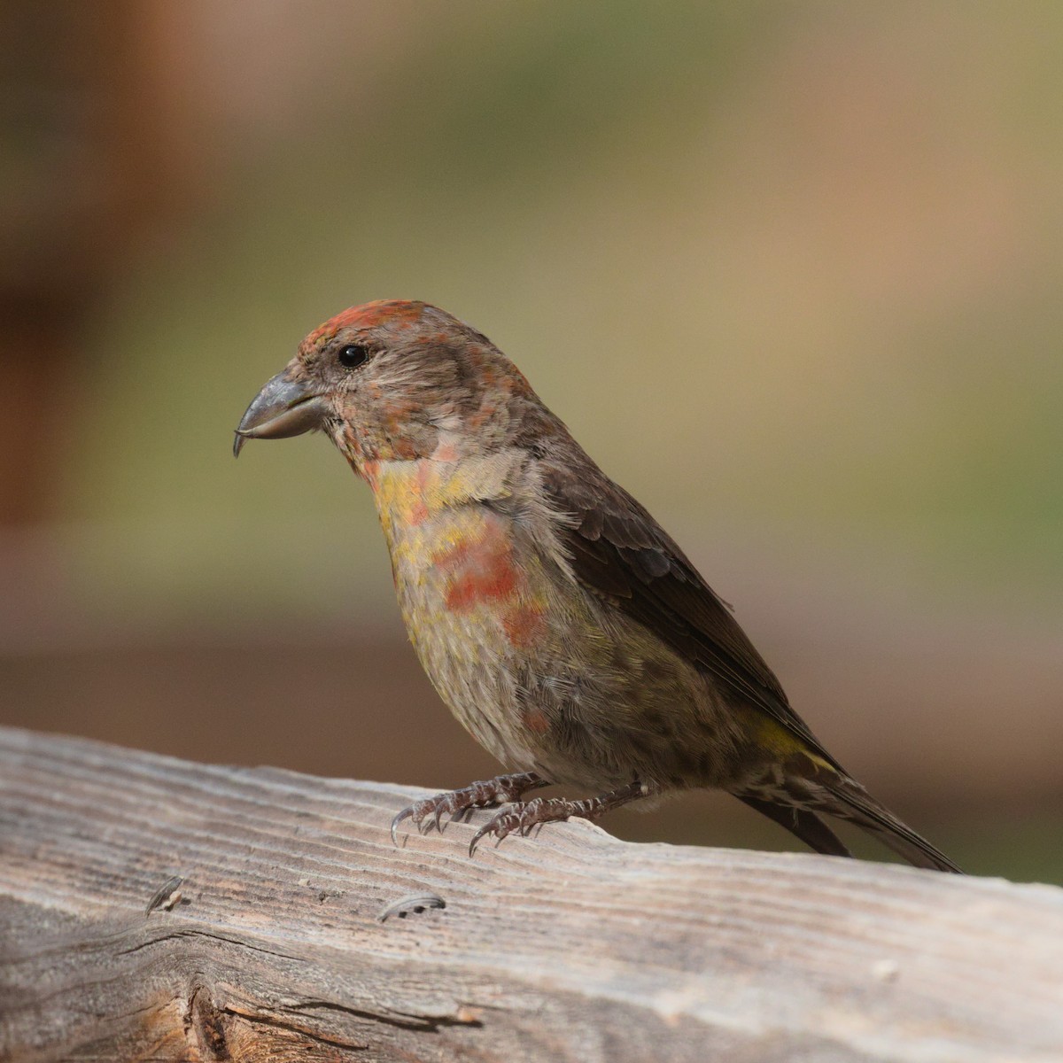 Red Crossbill - ML506899751