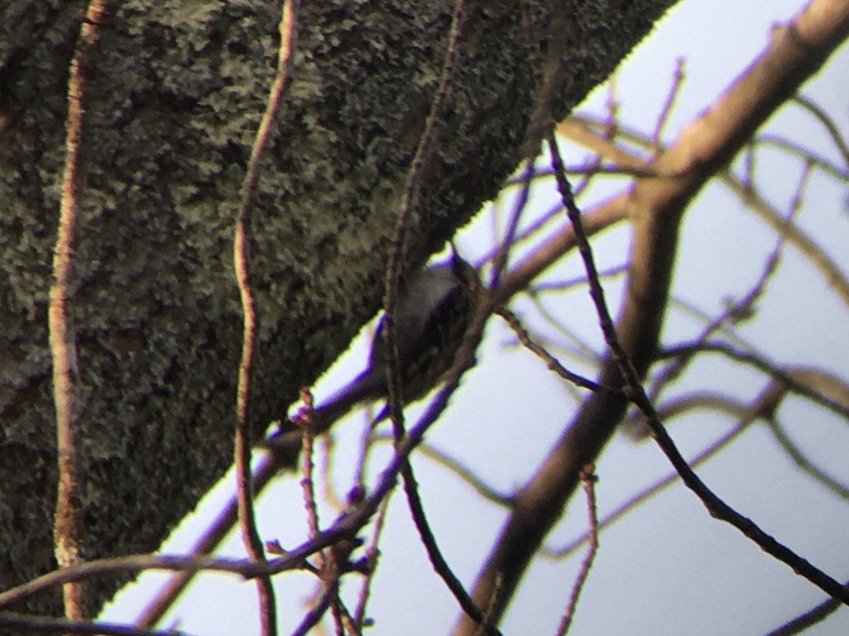 Brown Creeper - ML506900931