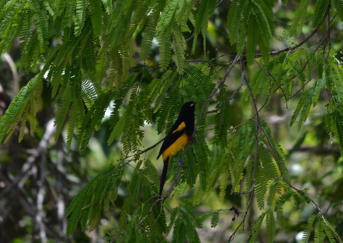 Black-cowled Oriole - ML50690211