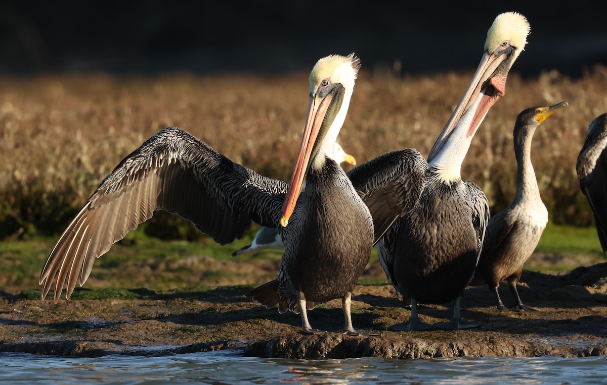 Brown Pelican - ML506903381