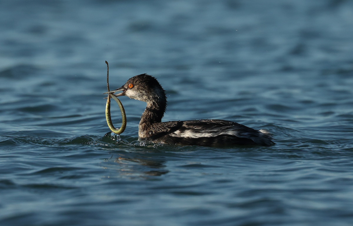 Eared Grebe - ML506903521