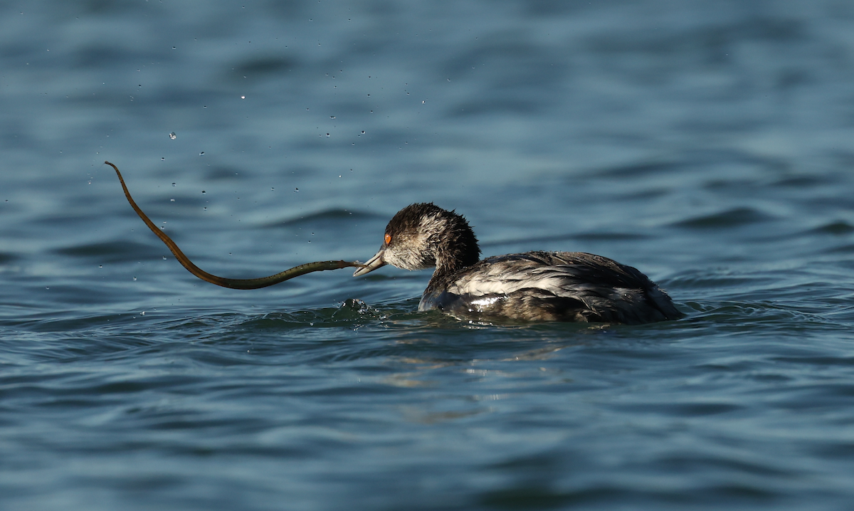 Eared Grebe - ML506903531