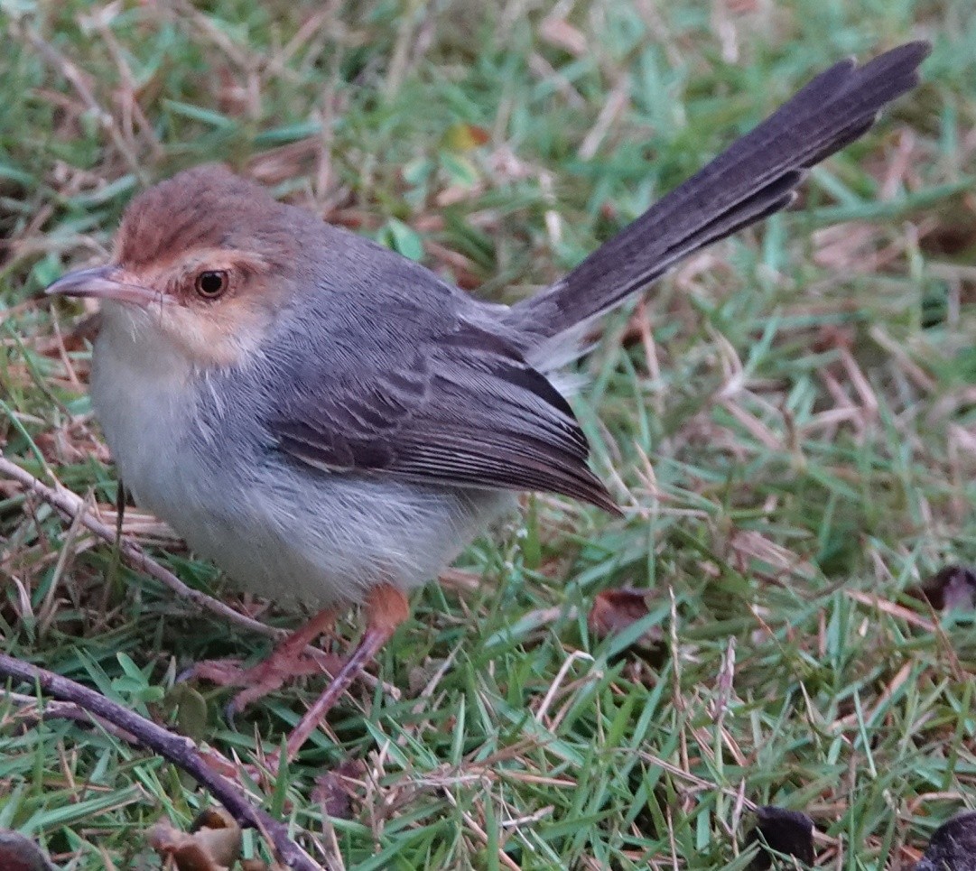 Sao Tome Prinia - Josef Trojan