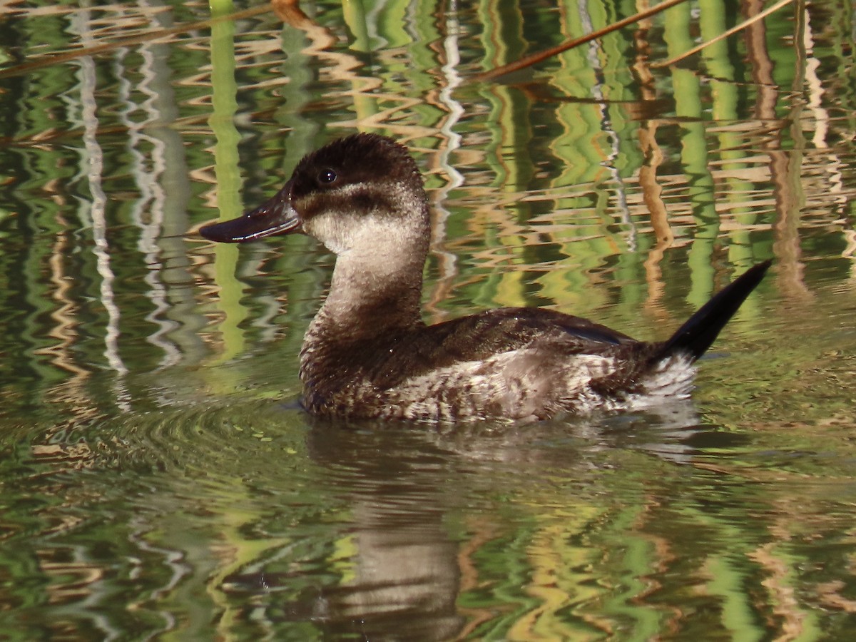 Ruddy Duck - Alane Gray