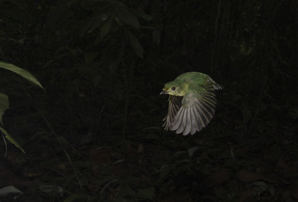 White-fronted Manakin - ML506905501