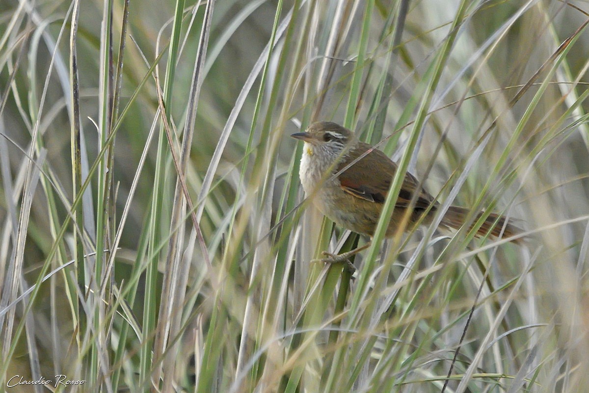 Sulphur-bearded Reedhaunter - ML506905641