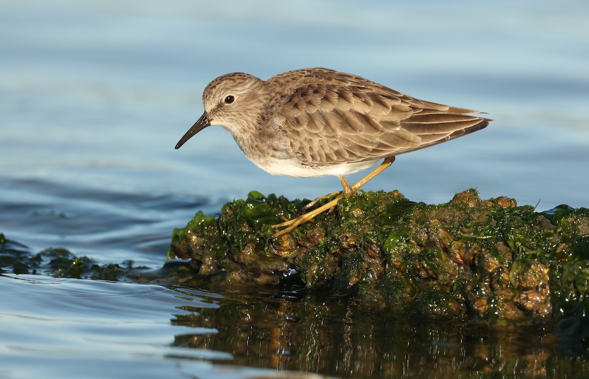 Least Sandpiper - ML506905711