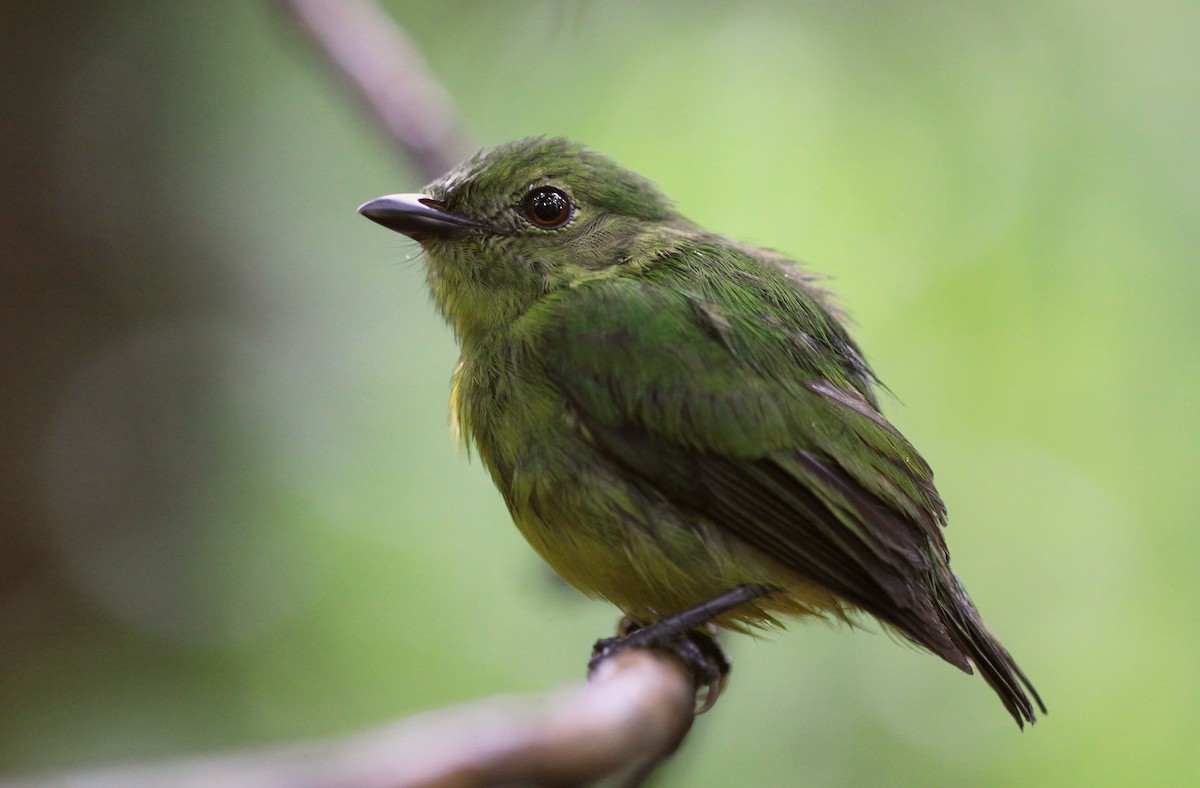 White-fronted Manakin - ML506905831