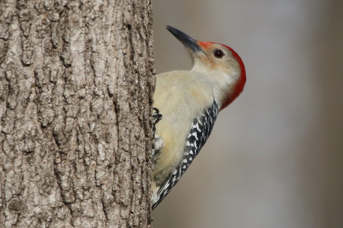 Red-bellied Woodpecker - ML506906211