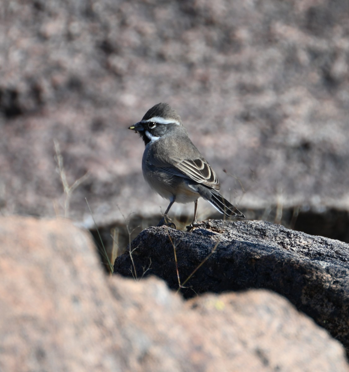 Black-throated Sparrow - ML506906281