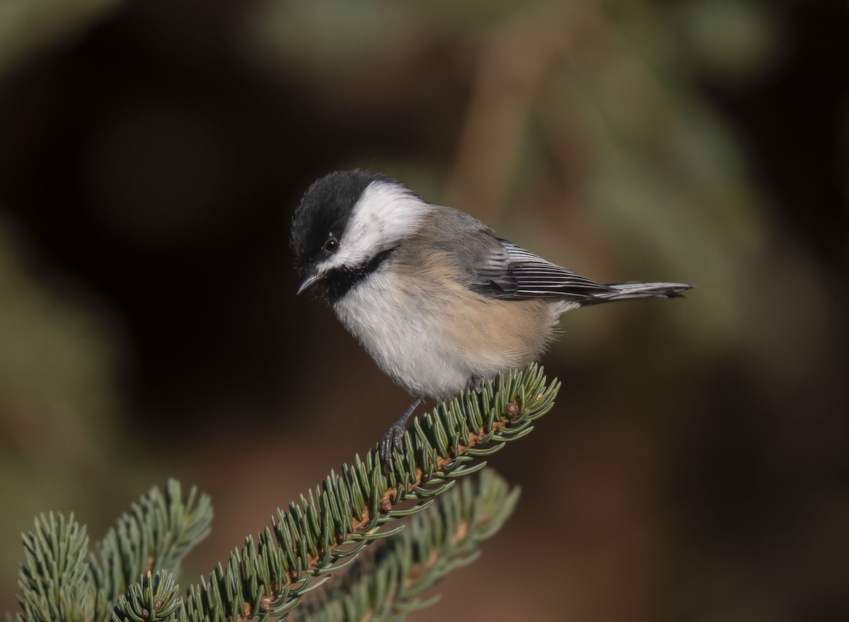 Mésange à tête noire - ML506906611