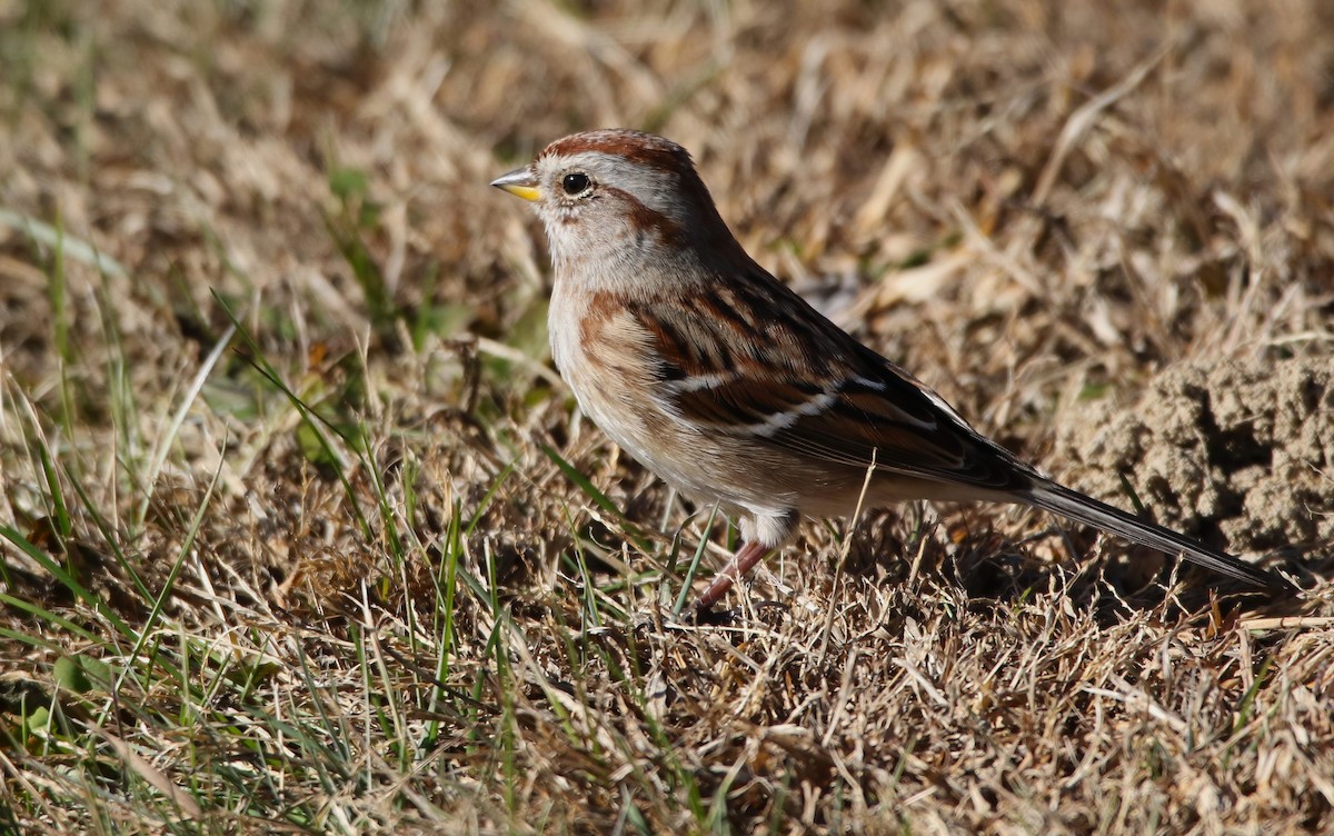 American Tree Sparrow - ML506906651