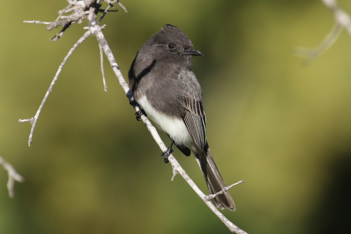 Black Phoebe - ML506907771