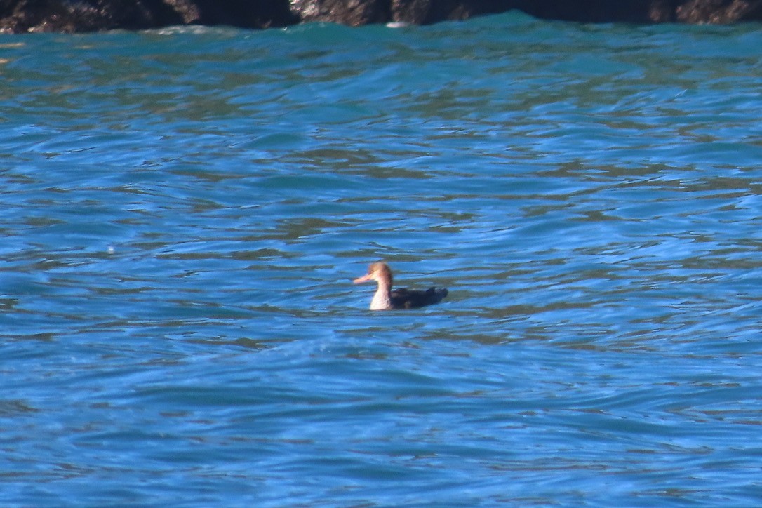 Red-breasted Merganser - ML506908471