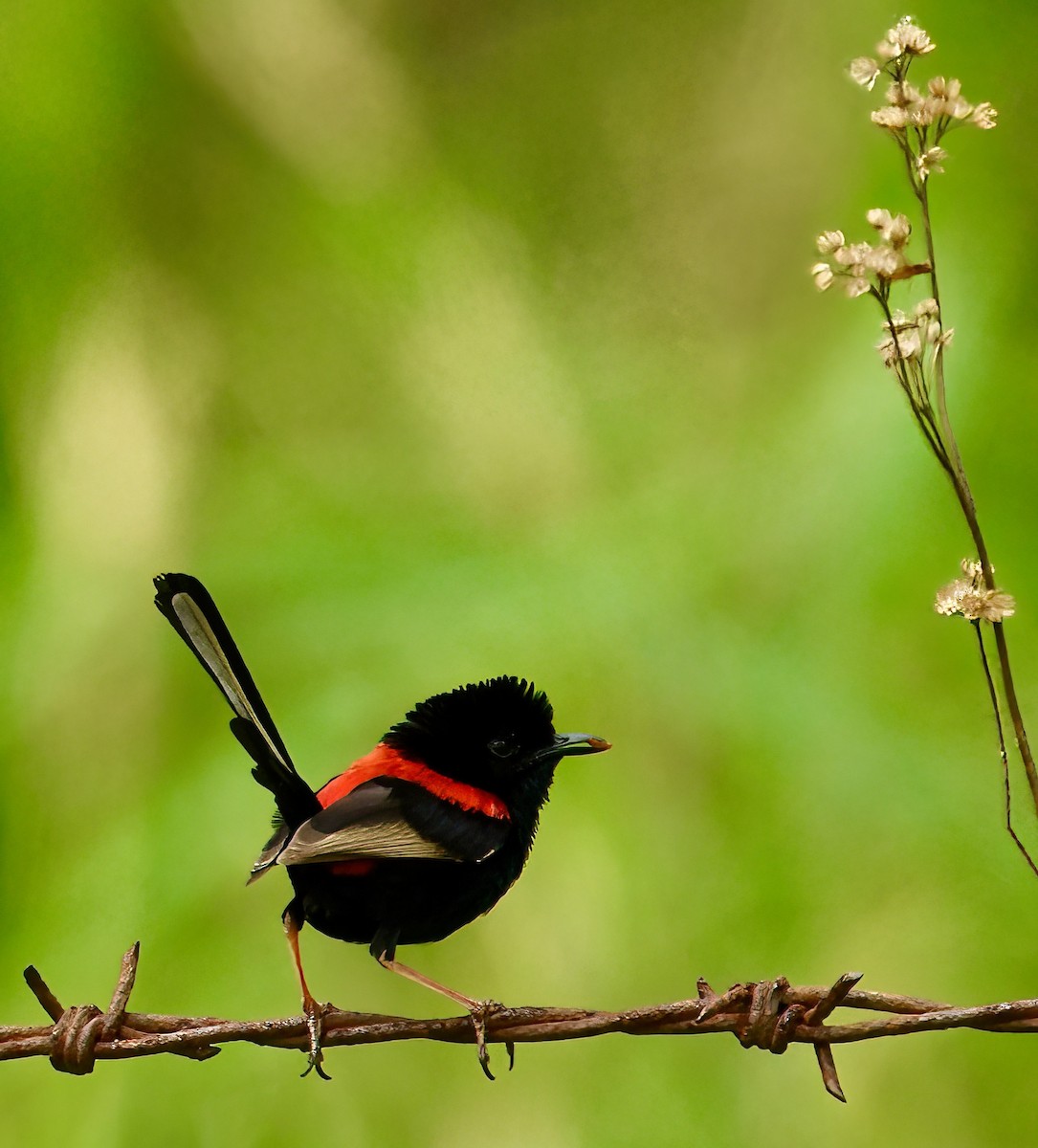 Red-backed Fairywren - ML506909401