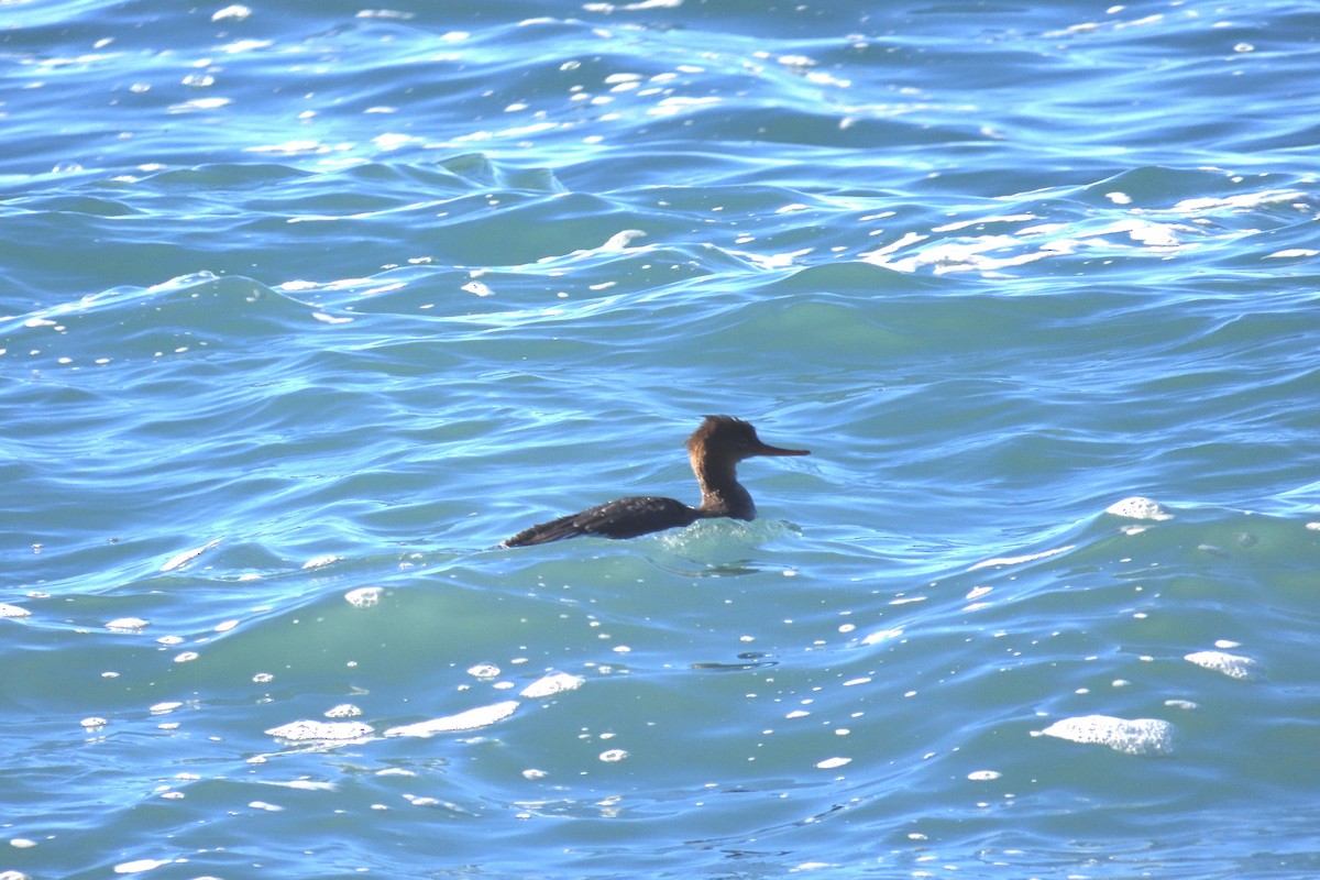 Red-breasted Merganser - ML506909451