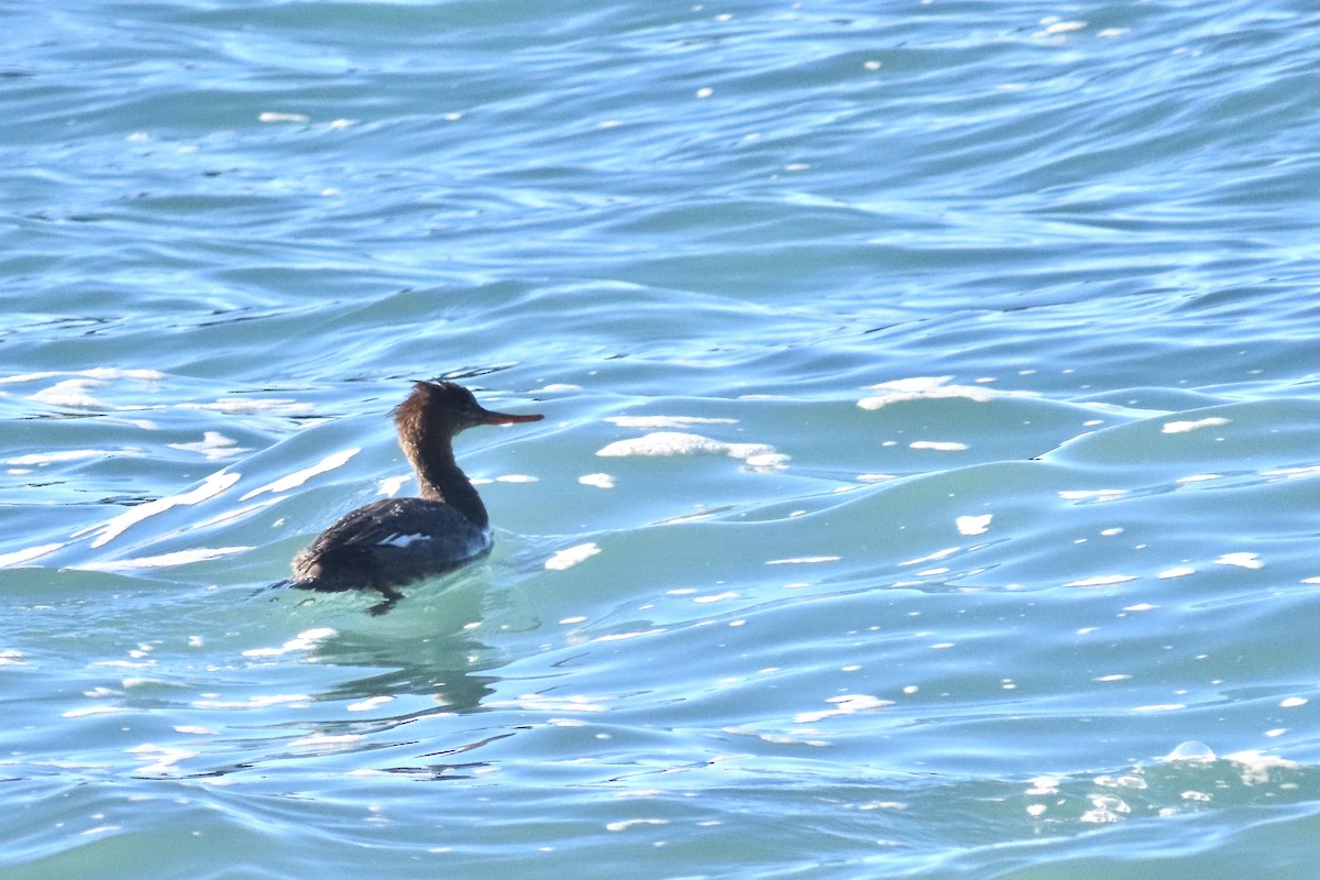 Red-breasted Merganser - ML506909521