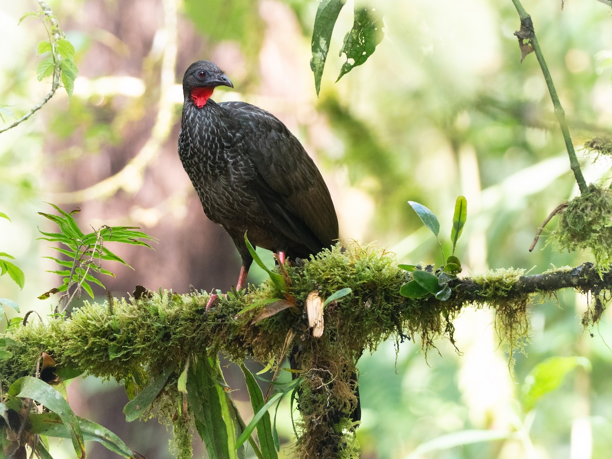 Cauca Guan - ML506910341