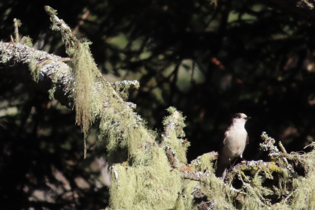 Canada Jay - ML506910821