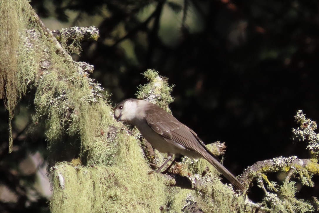 Canada Jay - ML506911031