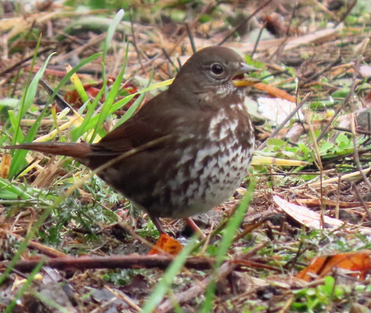 Fox Sparrow - ML506911301