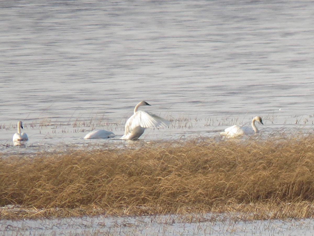 Cygne trompette - ML506911471