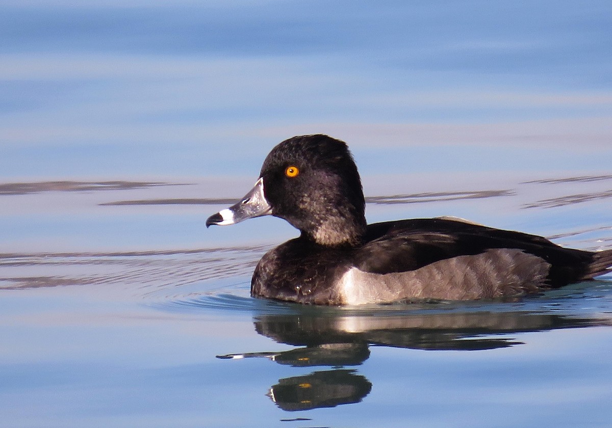 Ring-necked Duck - Mike Burkoski