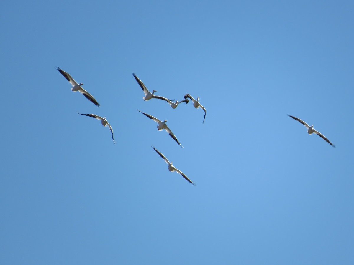 American White Pelican - ML506912031