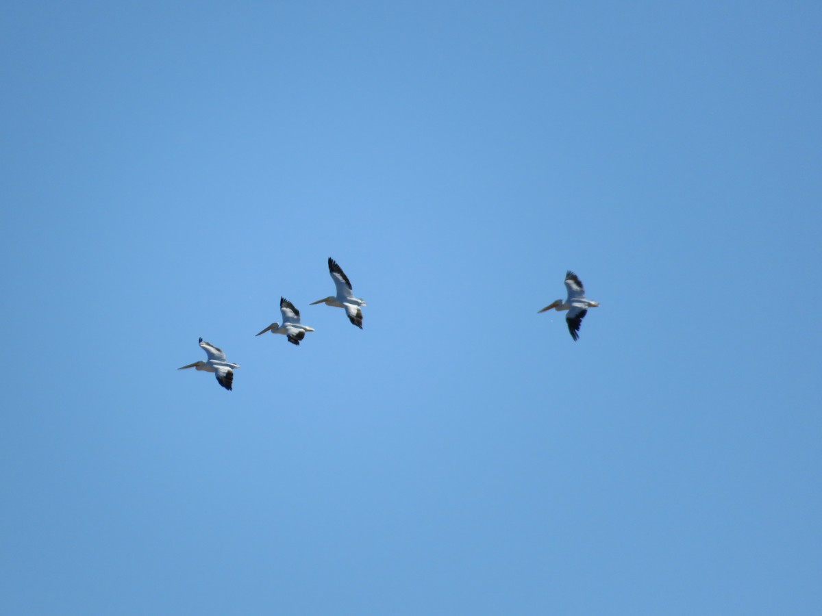 American White Pelican - ML506912041