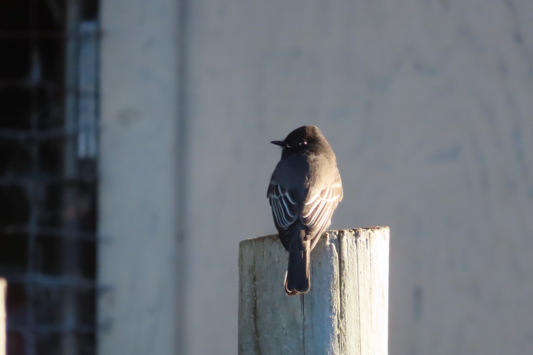 Black Phoebe - Beth Bruckheimer