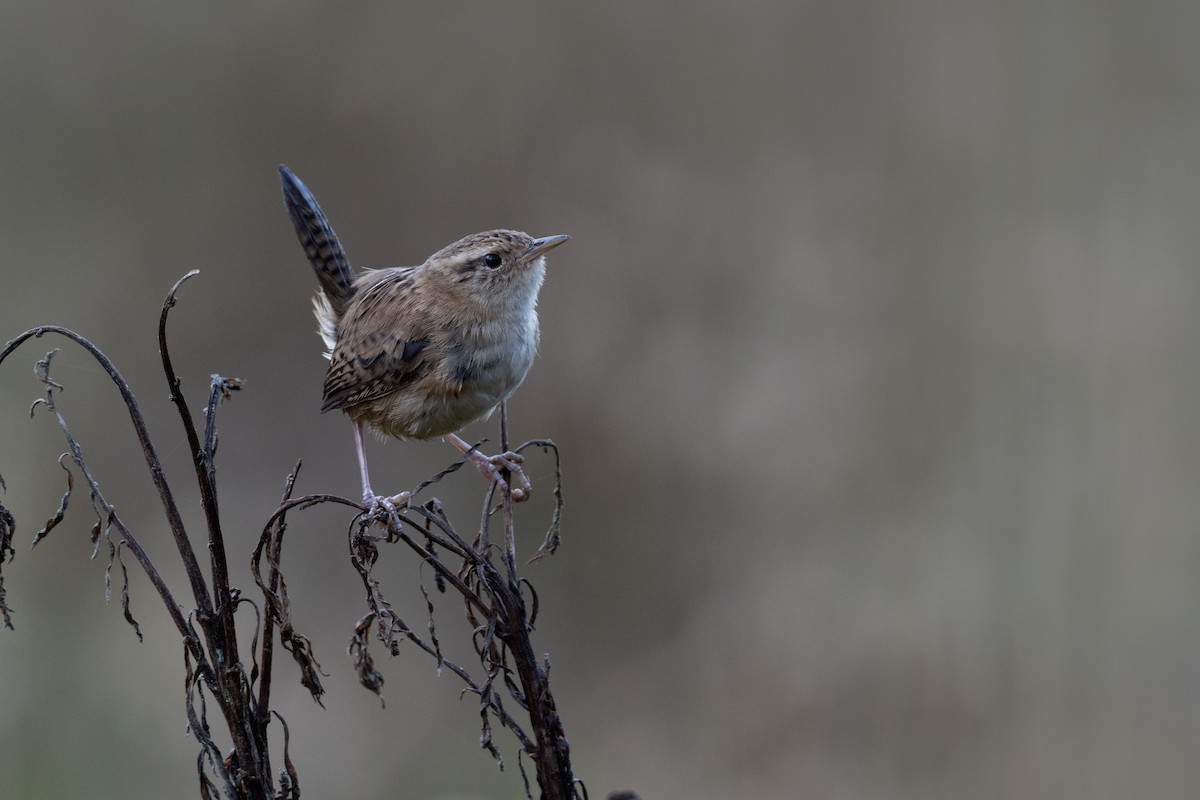 Grass Wren - ML506913521