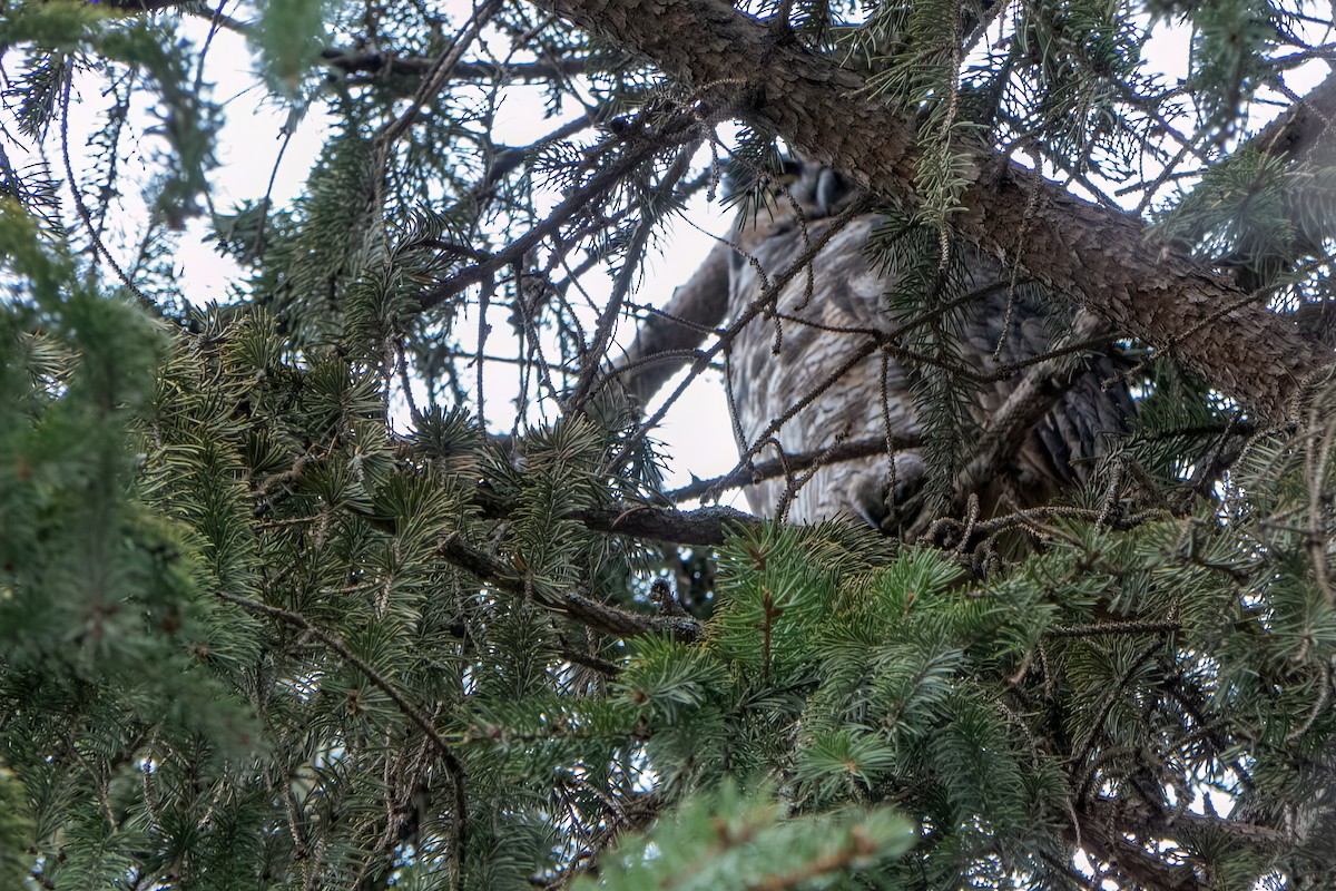 Great Horned Owl - Roger Roy