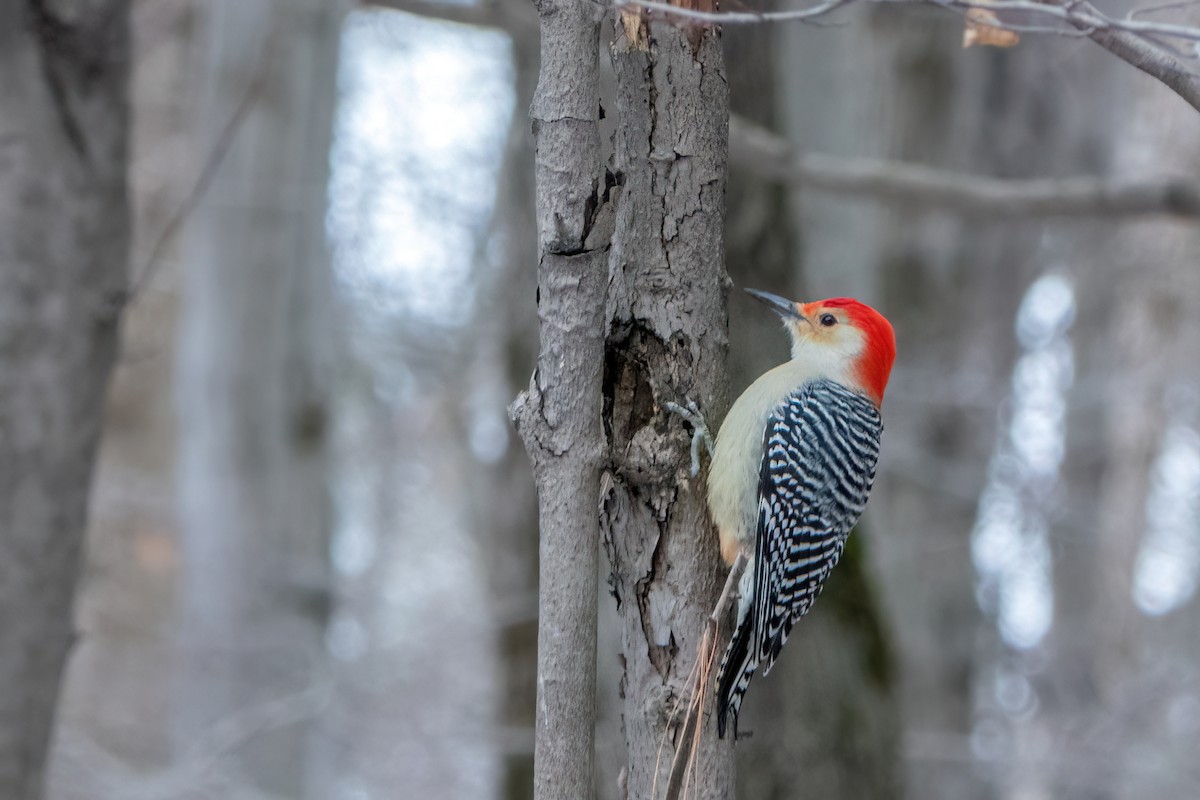 Red-bellied Woodpecker - Roger Roy
