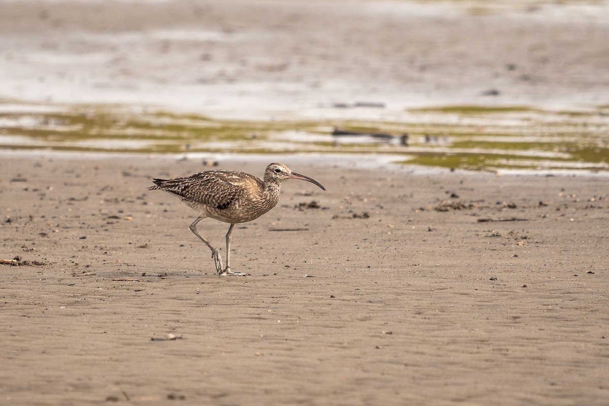 Eurasian Whimbrel - ML506916011